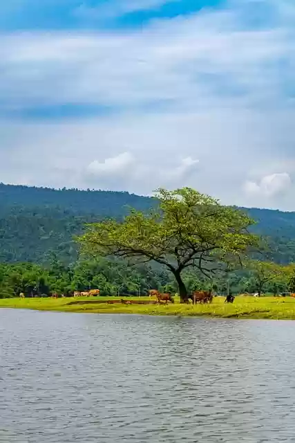 Free download trees lake water nature sky river free picture to be edited with GIMP free online image editor
