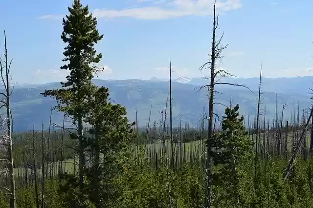 Free download Trees Landscape Forest -  free photo or picture to be edited with GIMP online image editor