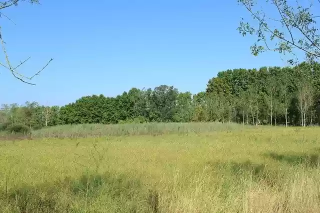 Free download Trees Landscapes Nature -  free photo or picture to be edited with GIMP online image editor