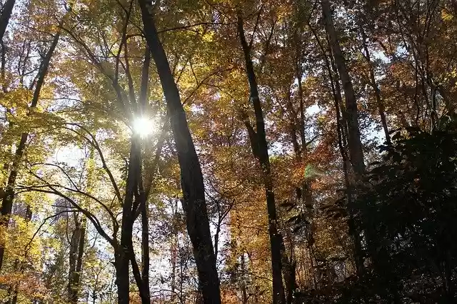 Free download Trees Leaves Forest -  free free photo or picture to be edited with GIMP online image editor