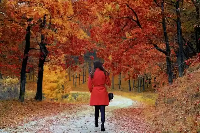 Free download trees leaves pathway overcoat free picture to be edited with GIMP free online image editor