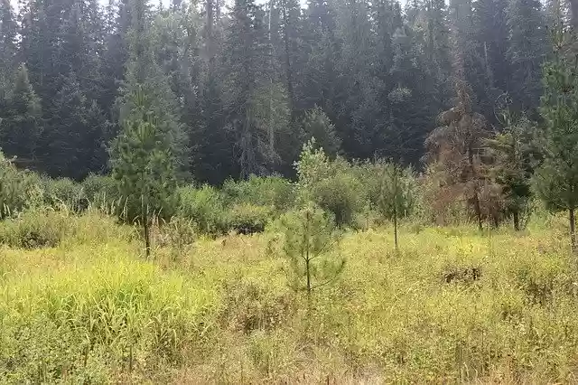 免费下载 Trees Natures Forest - 使用 GIMP 在线图像编辑器编辑的免费照片或图片