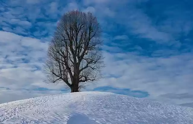 Free download Tree Snow Landscape free photo template to be edited with GIMP online image editor