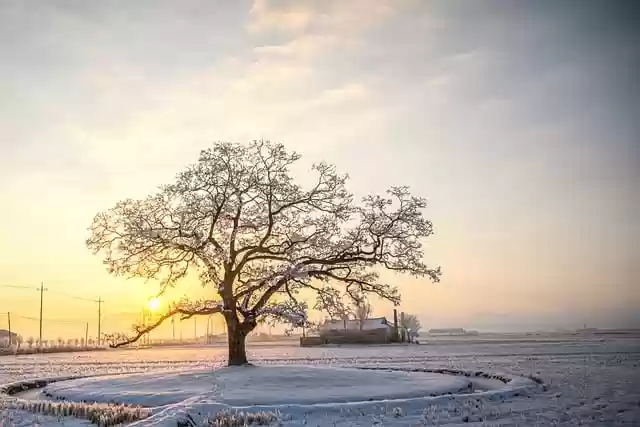 Free download tree snow winter nature morning free picture to be edited with GIMP free online image editor