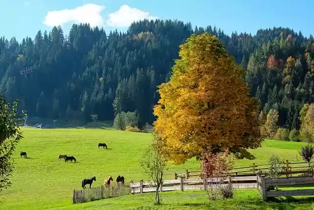 Free download trees pasture meadow fall leaves free picture to be edited with GIMP free online image editor