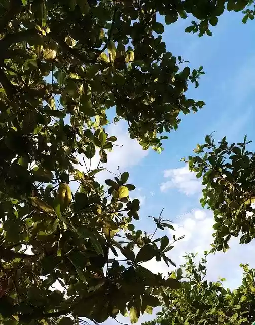 Free download Trees Plant Nature -  free photo or picture to be edited with GIMP online image editor