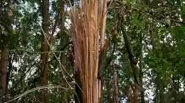 Free download Tree Split Wood -  free video to be edited with OpenShot online video editor
