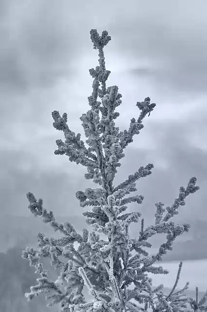 Free download tree spruce branch bokeh soft free picture to be edited with GIMP free online image editor