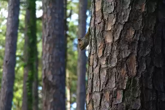 Free download tree squirrel forest woods animal free picture to be edited with GIMP free online image editor