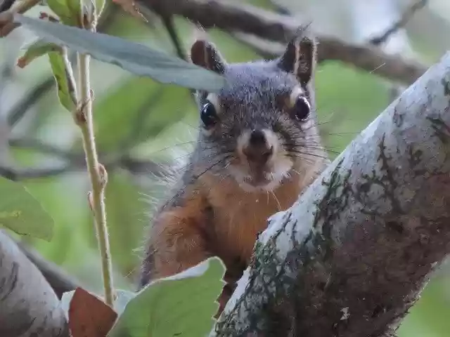 Free download Tree Squirrel Looking Close -  free photo or picture to be edited with GIMP online image editor