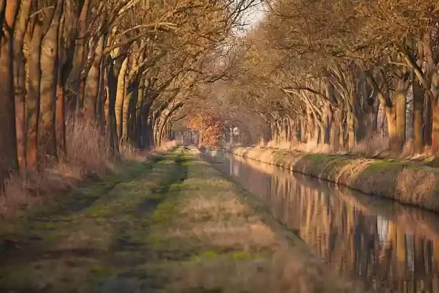 Free download trees river autumn avenue free picture to be edited with GIMP free online image editor