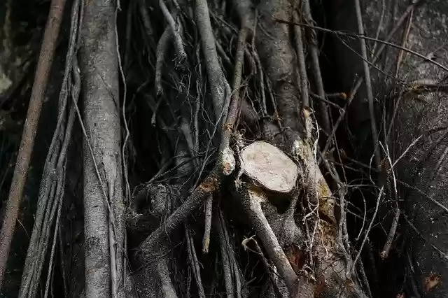 Free download Trees Root Landscape -  free photo or picture to be edited with GIMP online image editor