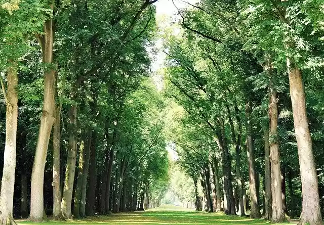 Free download Trees Row Of Swath -  free free photo or picture to be edited with GIMP online image editor