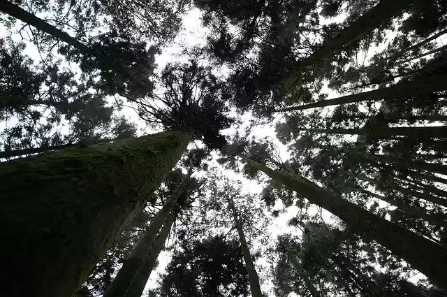 Free download Trees Silhouette Mystery Cloudy -  free free photo or picture to be edited with GIMP online image editor