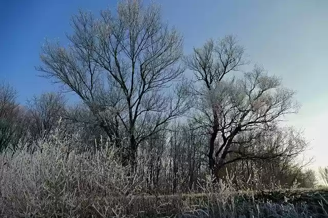 Free download Trees Sky Nature -  free photo or picture to be edited with GIMP online image editor