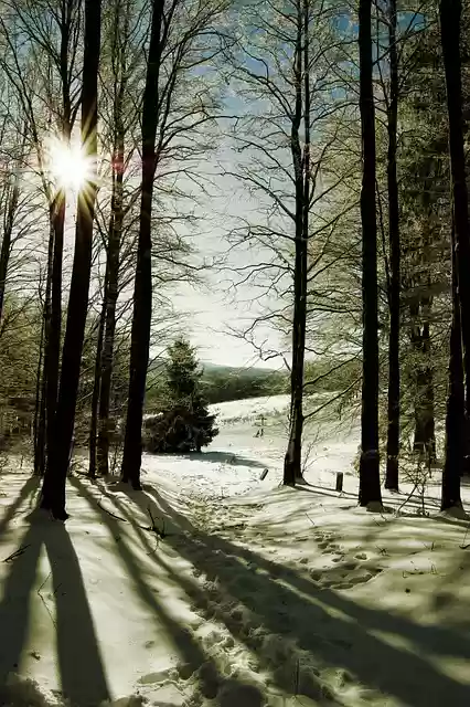 Free download trees snow sun winter nature free picture to be edited with GIMP free online image editor