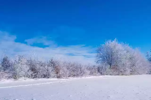 Free download trees snow winter covered in snow free picture to be edited with GIMP free online image editor