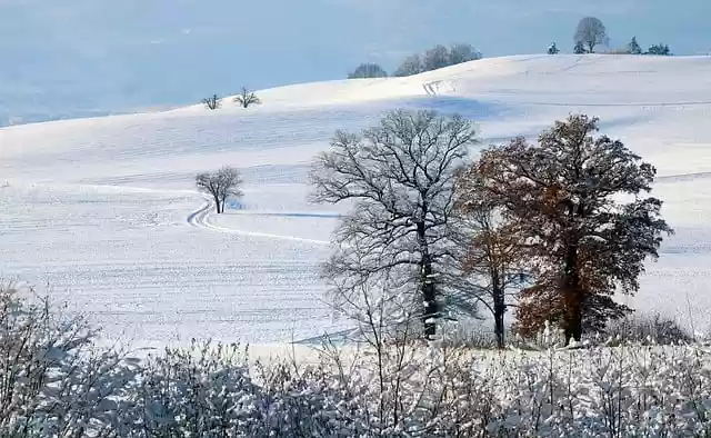 Free download trees snow winter nature rural free picture to be edited with GIMP free online image editor