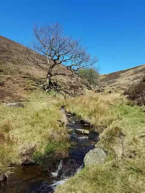 Free download Tree Stream Sky -  free photo or picture to be edited with GIMP online image editor