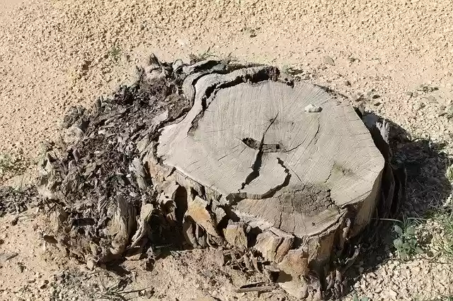 Free download Tree Stump Desert Dry -  free photo or picture to be edited with GIMP online image editor
