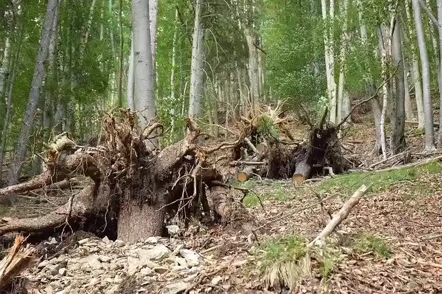 Free download Tree Stump Forest Ground -  free free photo or picture to be edited with GIMP online image editor