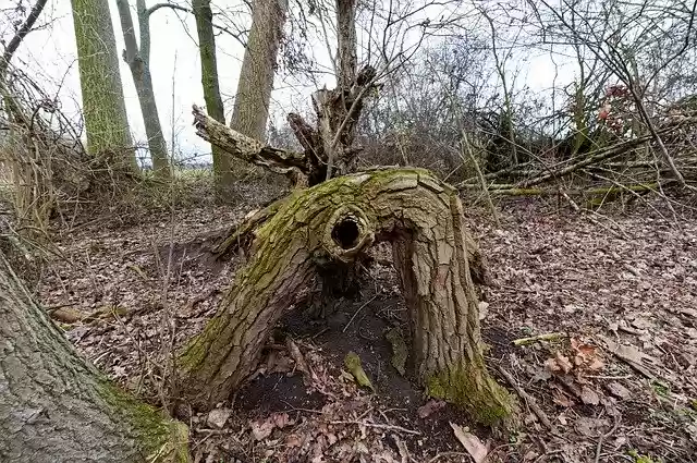 Free download Tree Stump Forest Nature -  free free photo or picture to be edited with GIMP online image editor