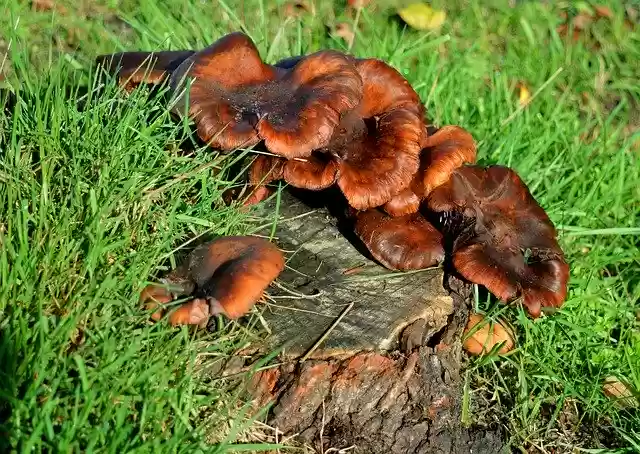 Free download Tree Stump Mushrooms Grass -  free photo or picture to be edited with GIMP online image editor