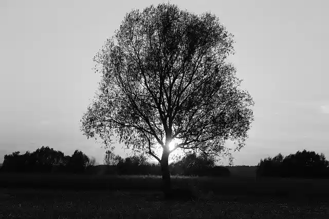 Free download Tree Sunset Black And White -  free photo or picture to be edited with GIMP online image editor