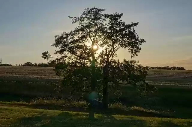 免费下载 Tree Sunset Landscape - 使用 GIMP 在线图像编辑器编辑的免费照片或图片