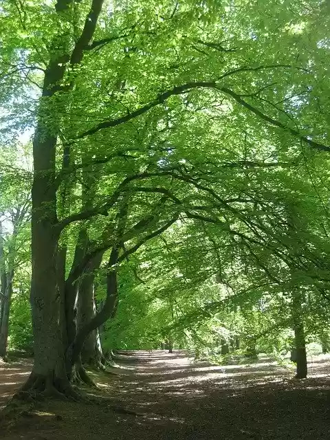 Free download Trees Walk Forest -  free photo or picture to be edited with GIMP online image editor