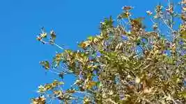 Free download Tree The Leaves Are Wind -  free video to be edited with OpenShot online video editor