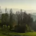 Tree Theme  screen for extension Chrome web store in OffiDocs Chromium