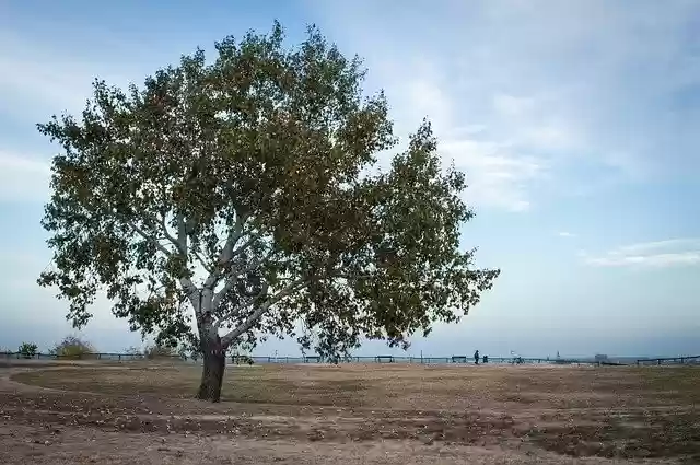 Free download Tree Top Hill -  free photo or picture to be edited with GIMP online image editor