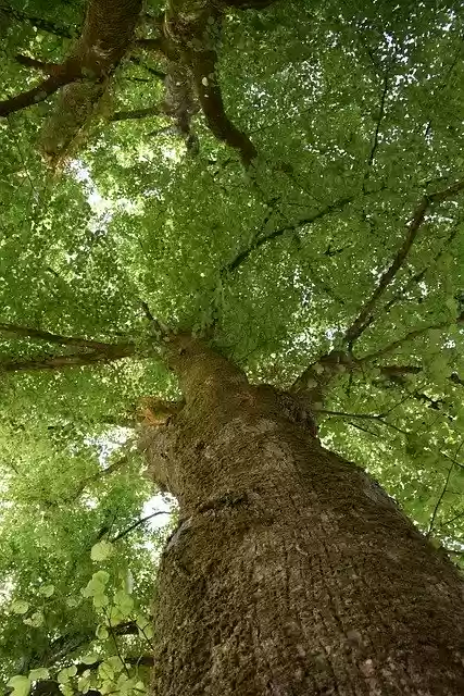 Free download Tree Trees Wood -  free photo or picture to be edited with GIMP online image editor