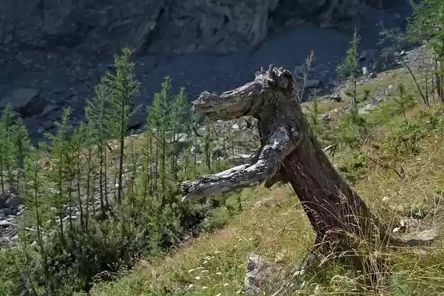 Free download tree trunk dead tree broken tree free picture to be edited with GIMP free online image editor