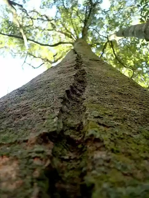 Free download Tree Trunk Groove -  free photo or picture to be edited with GIMP online image editor