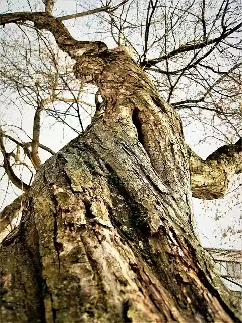 Free download Tree Trunk Nature -  free free photo or picture to be edited with GIMP online image editor