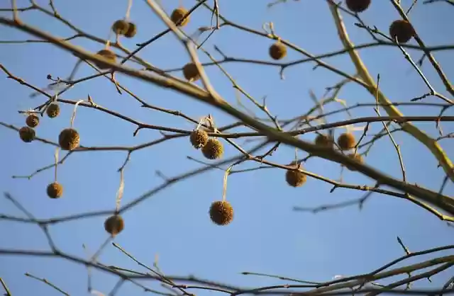 Free download tree vegetation prickly sycamore free picture to be edited with GIMP free online image editor