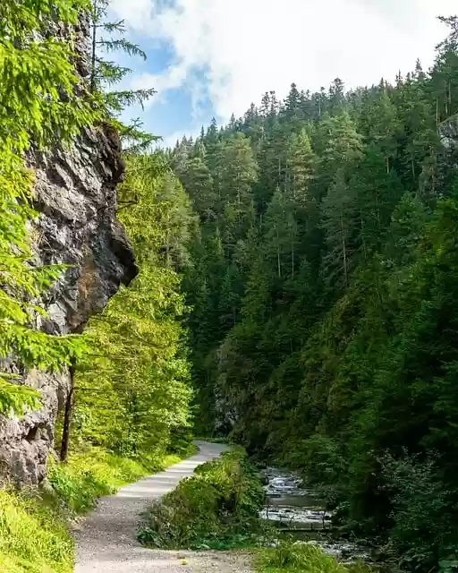 Free download tree water forest path mountains free picture to be edited with GIMP free online image editor