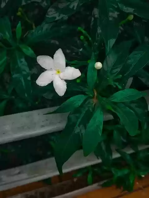 Free download Tree White Flower -  free photo or picture to be edited with GIMP online image editor