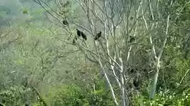 Free download Tree Wild Life Nature free video to be edited with OpenShot online video editor
