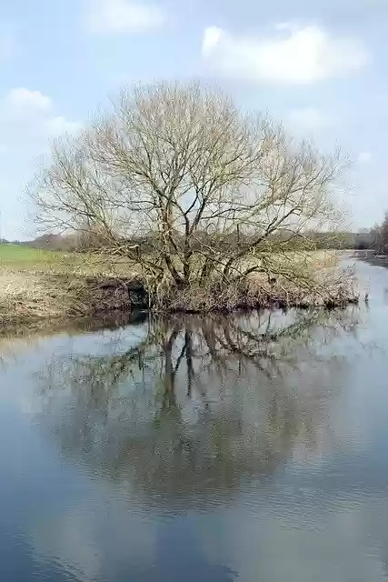 Free download Tree Winter Water -  free photo or picture to be edited with GIMP online image editor