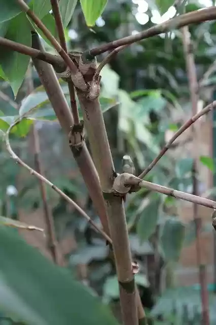 Free download Tribe Aesthetic Nature -  free photo or picture to be edited with GIMP online image editor