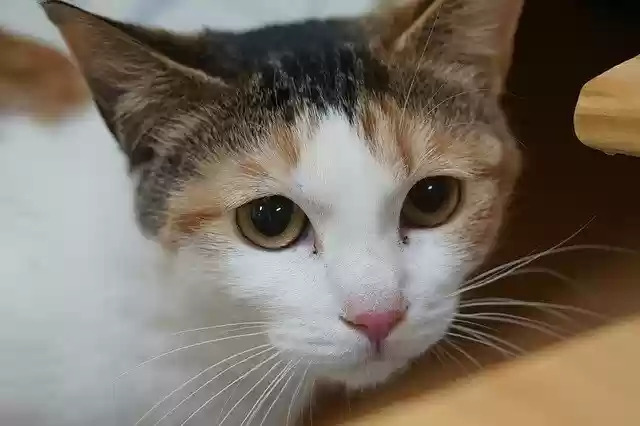 Free download Tricolor Cat Baby Cats -  free photo or picture to be edited with GIMP online image editor