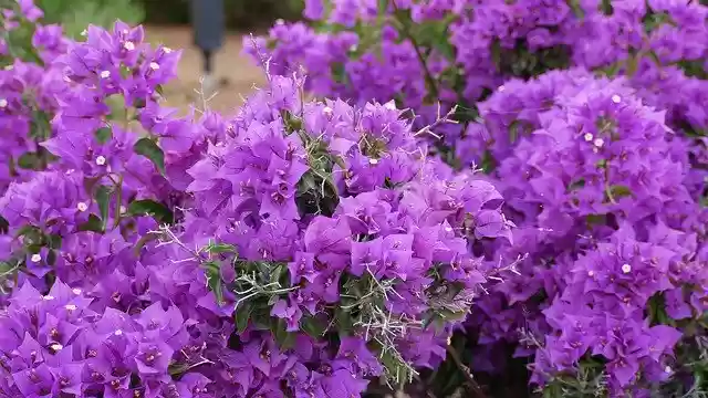 Free download Triple Flower Bougainvillea -  free photo or picture to be edited with GIMP online image editor