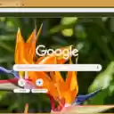 Tropical Bird of Paradise  screen for extension Chrome web store in OffiDocs Chromium