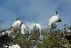 Free download Tropical Bird Pictures free photo or picture to be edited with GIMP online image editor