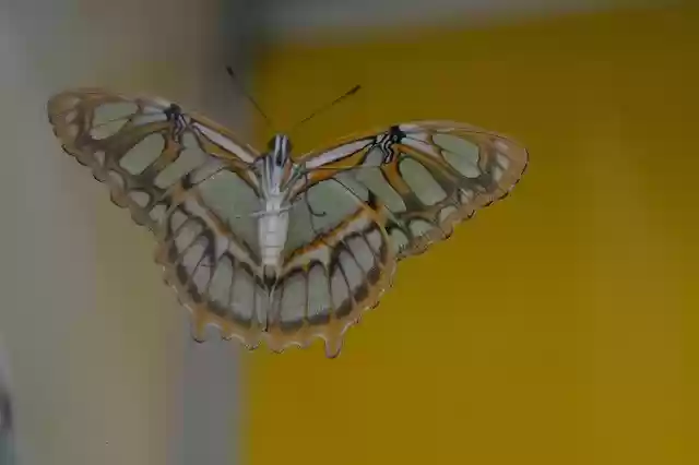 Free download Tropical Butterfly Yellow -  free free photo or picture to be edited with GIMP online image editor