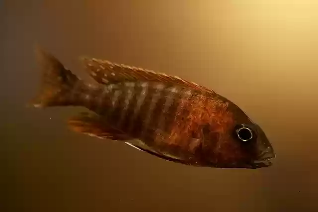 Free download Tropical Fish Aquarium free photo template to be edited with GIMP online image editor