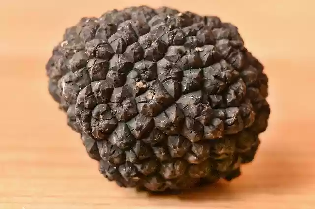 Free download Truffle Aestivum Fungus -  free photo or picture to be edited with GIMP online image editor